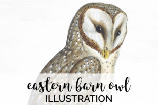 Download Eastern Barn Owl - Eastern Collection
